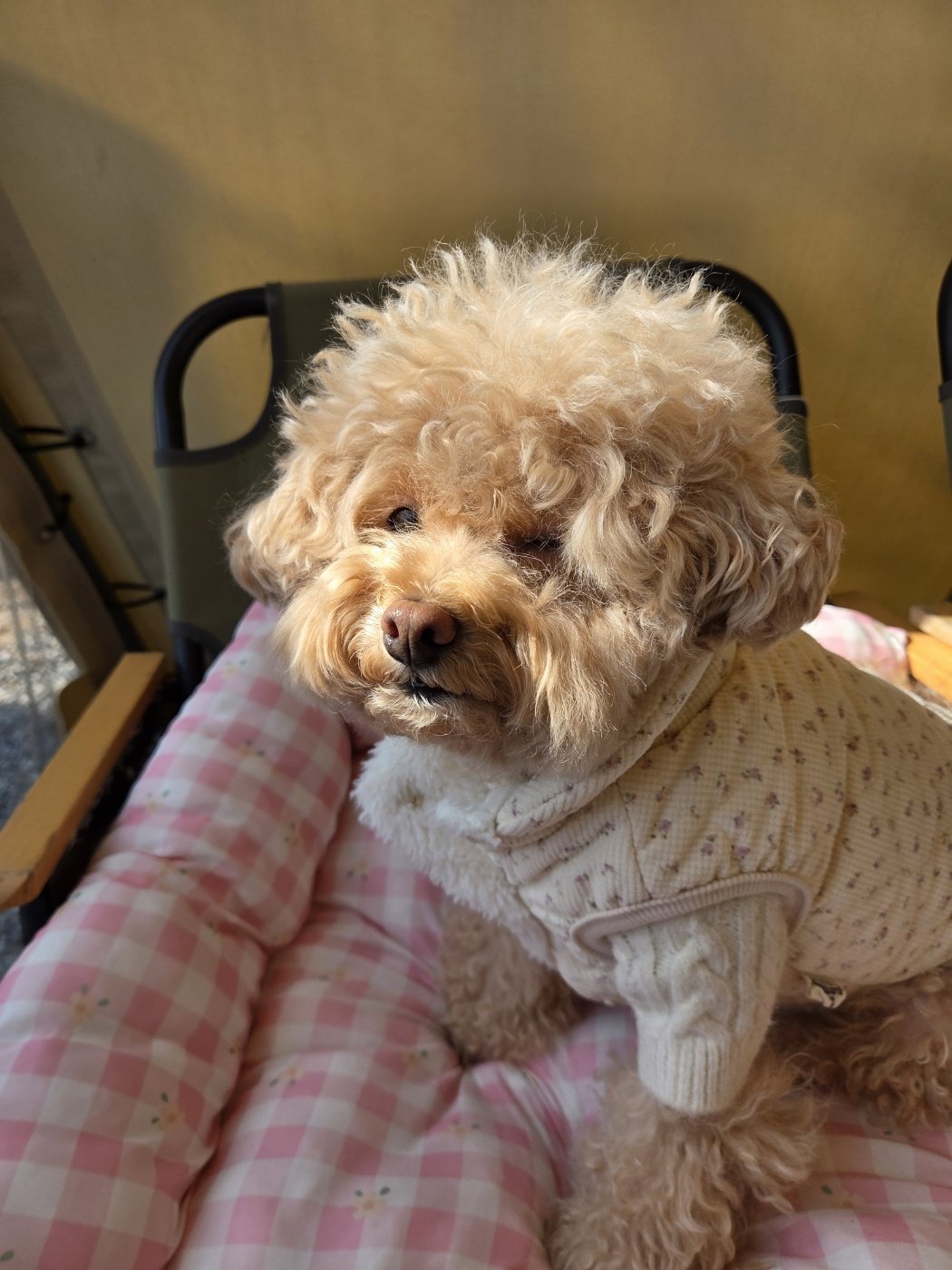 라임그라스 카페 강아지 호두 귀여운 표정