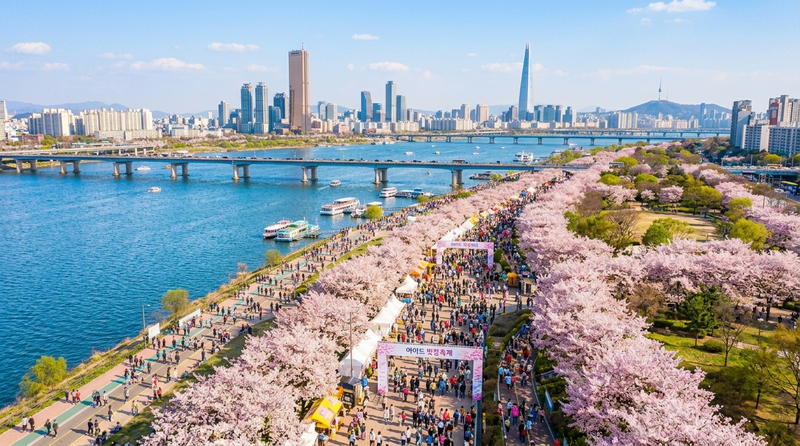 서울 여의도 벚꽃축제, 여의도 봄꽃축제, 한강 벚꽃